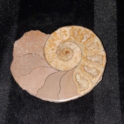 Ammonite polie du Maroc