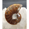 Ammonite entière non sciée de Madagascar
