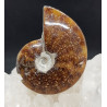 Ammonite entière non sciée de Madagascar