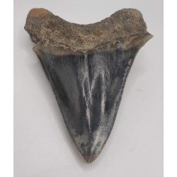Dent de Mégalodon ( Naturelle )
